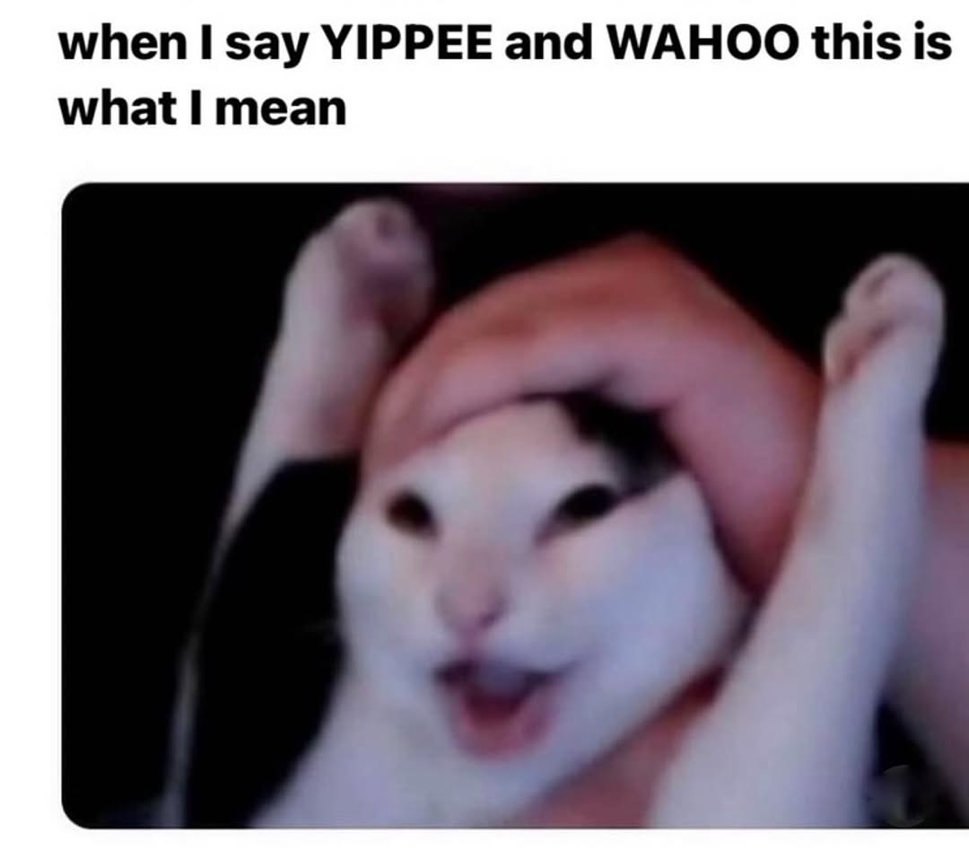 Catsillyness's tweet image. 