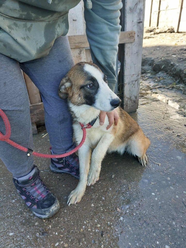 Pawprints2F's tweet photo. Romania

Lipa is a shy 8 month old girl who needs time and space to settle in ❤️
Beneath her timid nature is a soft, sweet and incredibly loving girl 🧡
She would thrive with a confident resident dog 🐶
She can be cat and child tested 🐱👧

Apply: https://t.co/uLrEQRRZ9D https://t.co/bFmwd0gNqd