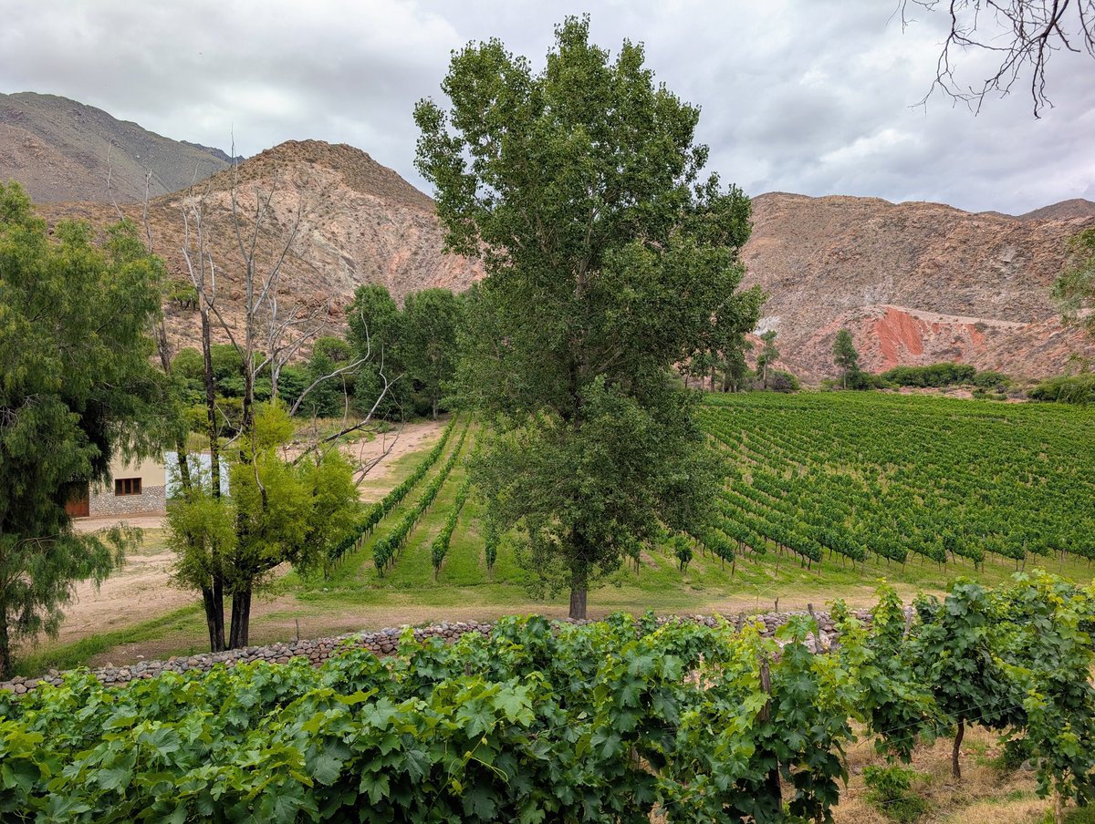fmendiguren's tweet photo. Bodega Tacuil
Molinos, Salta
Argentina, qpdlrcdll https://t.co/znePnUDL1L
