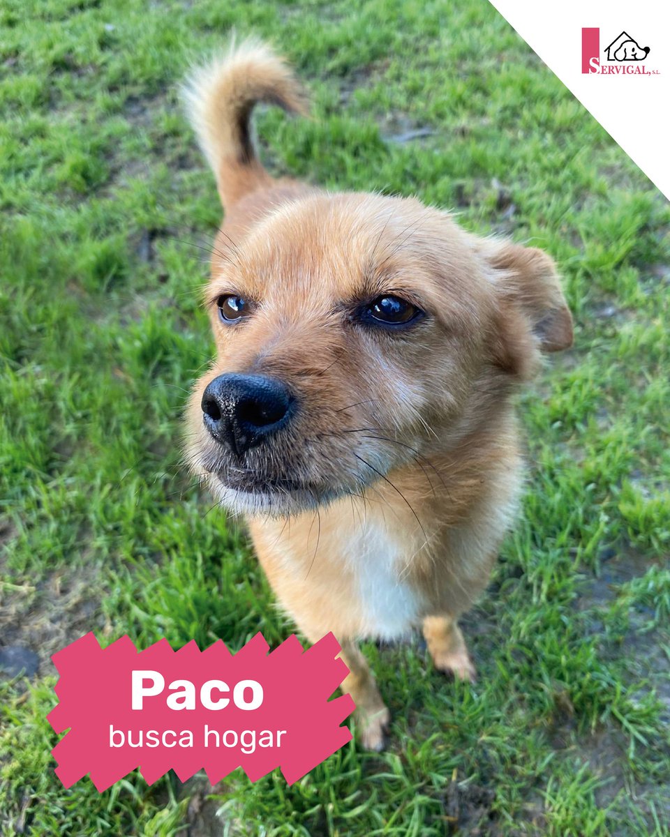 #ACoruña
8 años. 8 kilos. 8 toneladas de cariño esperando a alguien que lo vea.

#PACO es chiquitín, es noble, bueno, cariñoso... es fácil de querer.

Si buscas un compañero tranquilo, agradecido y lleno de ternura… Paco ya está listo.

¡Haz que su 2026 empiece con una casita!!