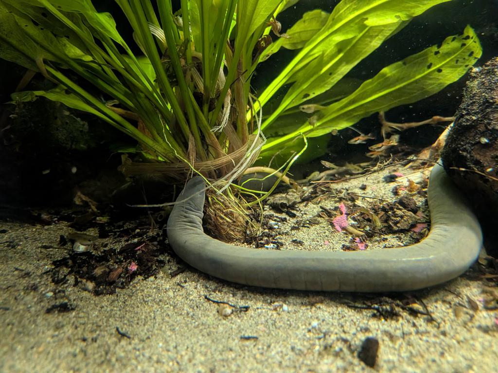 never go against a caecilian when death is on the line