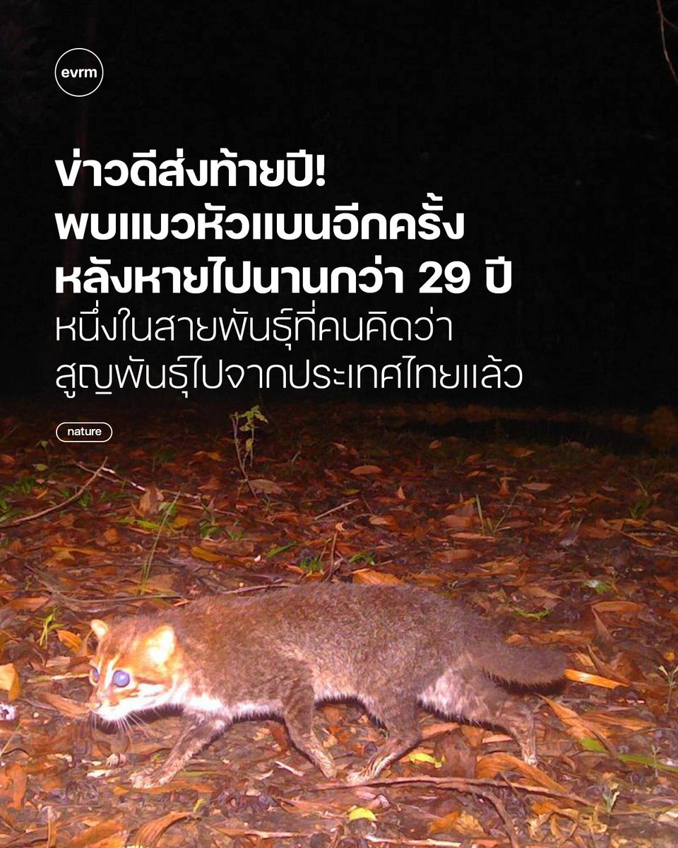 environmanth's tweet photo. ◉ NATURE: น้องกลับมาแล้ว! ข่าวดีส่งท้ายปี เจอ ‘แมวหัวแบน’ อีกครั้งหลังหายไปกว่า 29 ปี กล้องถ่ายดักจับสัตว์ป่าในเขตรักษาพันธุ์สัตว์ป่าสามารถบันทึกภาพน้องได้ 13 ตัวในปี 2024 และอีก 16 ตัวในช่วงต้นปี 2025

แมวหัวแบน (Flat-headed cats) เป็นสัตว์ที่หลบซ่อนเก่งตามประสาแมว พวกมันออกหากินตอนกลางคืน และอาศัยอยู่ในพื้นที่ใกล้แหล่งน้ำ นักวิทยาศาสตร์เชื่อกันว่าพวกมันเหลืออยู่ประมาณ 2,500 ตัวในแถบคาบสมุทรมาเลเซีย บอร์เนียว และสุมาตรา รวมถึงส่วนหนึ่งของประเทศไทย

ยังไงก็ตามมีการยืนยันการพบเห็นครั้งสุดท้ายตั้งแต่ปี 1995 หลังจากนั้นก็ไม่มีใครเจออีกเลย แต่แล้วกล้องถ่ายภาพดักจับสัตว์ป่าขององค์กรอนุรักษ์ Panthera และกรมอุทยานแห่งชาติ สัตว์ป่า และพันธุ์พืชกลับพบพวกมันอีกครั้งเกือบ 20 ตัว ที่เขตรักษาพันธุ์สัตว์ป่าเฉลิมพระเกียรติสมเด็จพระเทพรัตนราชสุดาฯ สยามบรมราชกุมารี หรือป่าพรุโต๊ะแดง จ.นราธิวาส

“การค้นพบแมวหัวแบนอีกครั้งในภาคใต้ของประเทศไทยเป็นช่วงเวลาที่พิเศษที่สุดสำหรับการอนุรักษ์” Wai Ming Wong ผู้อำนวยการด้านวิทยาศาสตร์การอนุรักษ์แมวขนาดเล็กของ Panthera บอกกับ Mongabay ทางอีเมล “มันแสดงให้เห็นว่า ในพื้นที่ชุ่มน้ำและระบบแม่น้ำที่ยังคงสภาพสมบูรณ์ แม้แต่สัตว์กินเนื้อที่หลบซ่อนตัวเก่งและใกล้สูญพันธุ์ที่สุดก็ยังสามารถอยู่รอดได้”

แมวป่าหัวแบนชนิดนี้ ซึ่งเป็นหนึ่งในสายพันธุ์แมวป่าที่ใกล้สูญพันธุ์และเป็นที่รู้จักน้อยที่สุดในโลก การที่พบมันครั้งสุดท้ายในปี 1995 ทำให้หลายคนคิดกันว่าพวกมันอาจสูญพันธุ์ไปจากประเทศไทยแล้ว แต่ยังพบบ้างในเกาะบอร์เนียวสุมาตรา และคาบสมุทรมาเลเซีย

“ผมคิดว่าเราคงจะไม่พบแมวป่าหัวแบนในประเทศไทยอีกแล้ว” สุรศักดิ์ ยิ้มประเสริฐ หัวหน้าฝ่ายอนุรักษ์ วิจัย และสุขภาพสัตว์ สวนสัตว์สงขลาบอกกับ Mongabay “ผมอยากให้ผู้คนทั้งในและนอกพื้นที่ให้ความสนใจกับสัตว์ชนิดนี้มากขึ้น เพราะสัตว์ชนิดนี้กำลังใกล้สูญพันธุ์ไปจากโลกแล้ว”

หลายคนเชื่อกันว่านี่อาจเป็นประชากรกลุ่มสุดท้ายของประเทศไทยแล้ว ดังนั้นการพบพวกมันในเขตรักษาพันธุ์สัตว์ป่าแห่งนี้ทำให้พื้นที่ดังกล่าวมีความสำคัญยิ่งขึ้นไปอีก เนื่องจากไม่มีรายงานหรือการพบเห็นแมวป่าชนิดนี้ในพื้นที่อื่น ๆ ของประเทศไทย

สิ่งที่น่ากังวลก็คือ รัตตพันธ์ ปัทธนารังสันต์ ผู้จัดการโครงการอนุรักษ์ของ Panthera Thailand บอกว่า พื้นที่รอบ ๆ ป่ากำลังถูกทำลายด้วยการเปลี่ยนแปลงที่ดินเพื่อสร้างสร้างคลองน้ำ สิ่งนี้อาจทำให้สัตว์ที่อยู่ในนั้นต้องสูญเสียบ้าง ได้รับมลภาวะ โรคระบาด และถูกจับไปขาย

“เนื่องจากประชากรแมวหัวแบนในประเทศไทยดูเหมือนจะกระจุกตัวอยู่ สถานที่แห่งนี้จึงอาจกลายเป็นจุดหมายปลายทางการวิจัยที่สำคัญสำหรับผู้เชี่ยวชาญทั่วโลก” คุณรัตตพันธ์ บอก “ทันทีที่เราเผยแพร่ข่าว เราจำเป็นต้องเสริมสร้างงานด้านการคุ้มครองให้แข็งแกร่งขึ้น”

ที่มา
-กรมอุทยานแห่งชาติ สัตว์ป่า และพันธุ์พืช
-mongabay