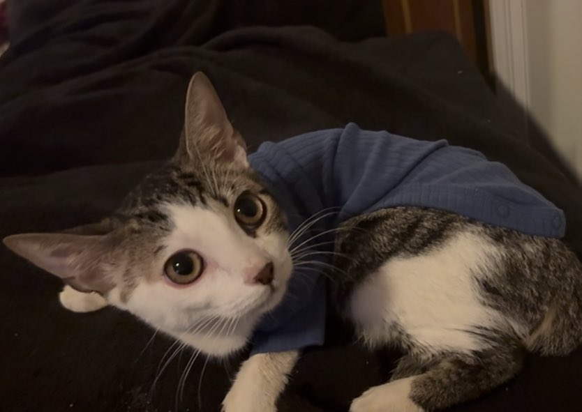 Fortnitemew's tweet image. 