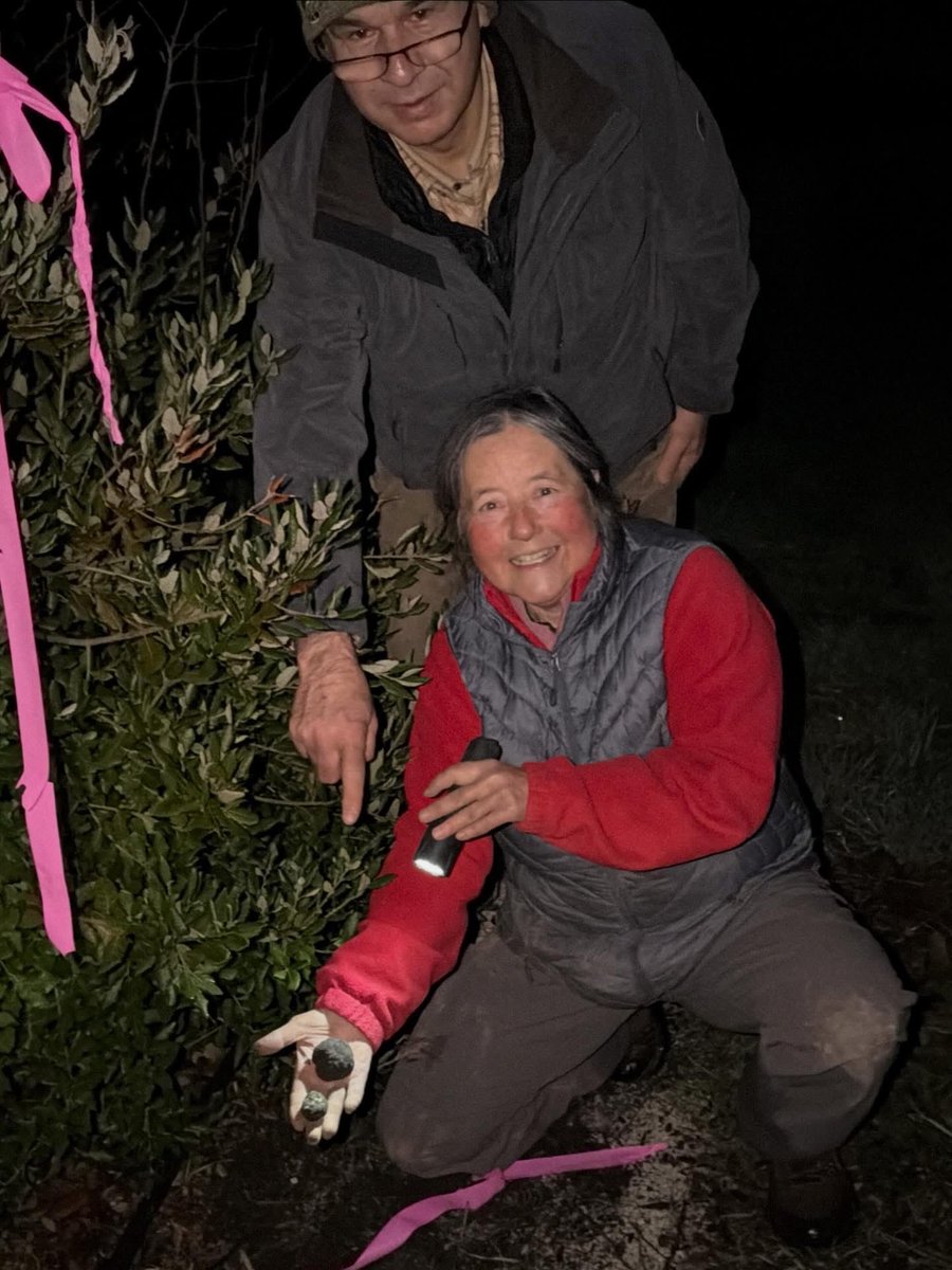 AlpineTruffle's tweet photo. Night shift at the truffle orchard. Alpine truffle.

#AlpineTruffle #TruffleOrchard #NightHarvest #TruffleHunt #TruffleLife #Mycology #LuxuryFungi #GourmetTruffles #Terroir #FarmLife https://t.co/osAFioOTfp
