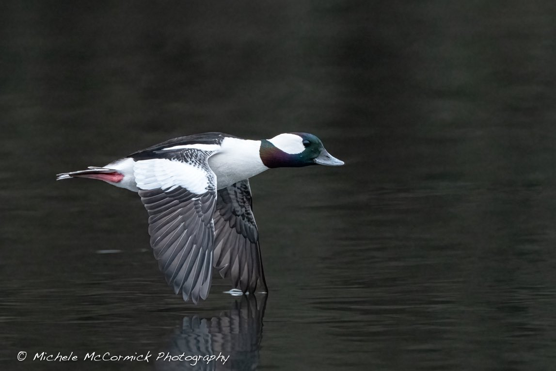 michelelabelle tweet media