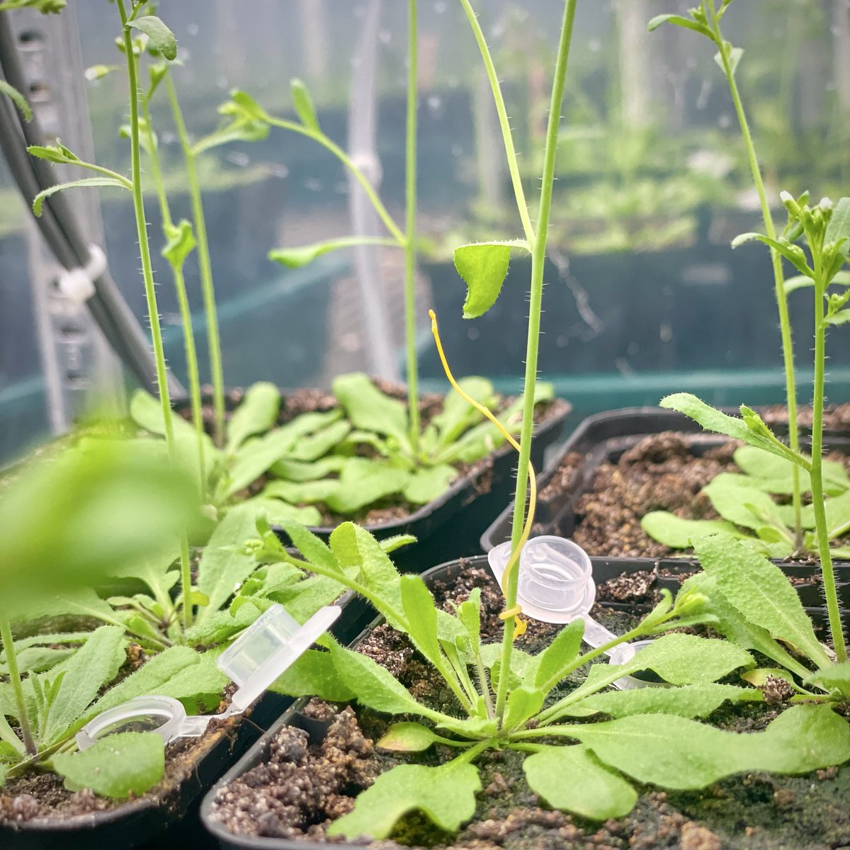 Saima Shahid (সায়মা শহীদ) tweet media