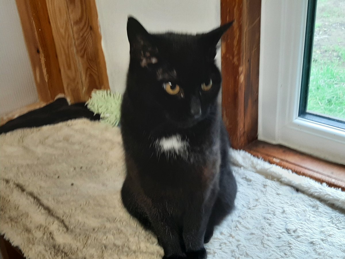 animalswilmslow's tweet image. 🐱 Quirky, lovable Daphne, 12 yrs, black with a white chest patch. Best in a calm home with older children; may suit another calm cat.
📍 heswilmslow.co.uk/daphne 
📞 01625 520 802 ❤️ Like &amp;amp; share! #CatsUK #AdoptDontShop #BlackCatsOfTwitter #SeniorCatsMatter