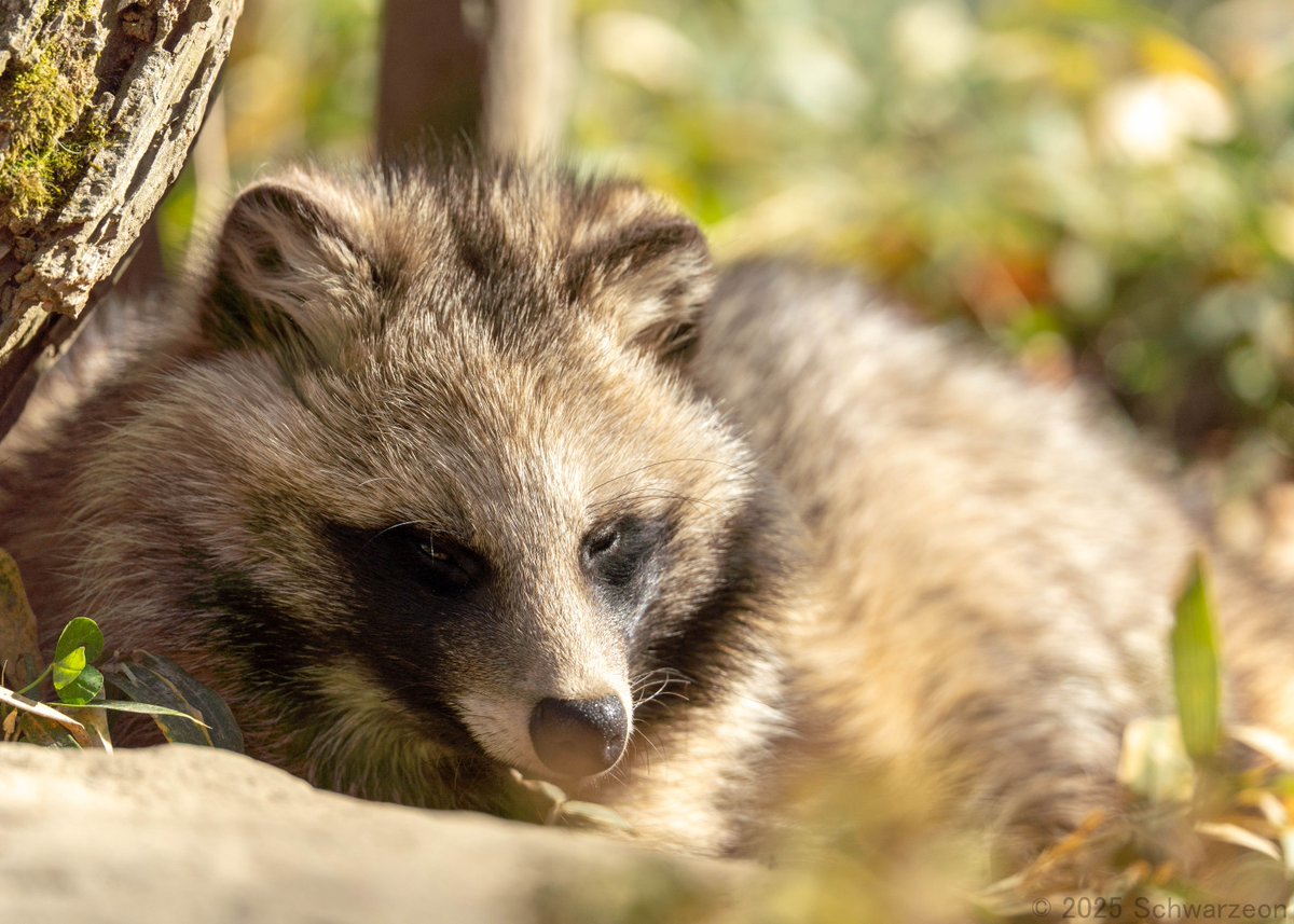 狸寝入り？ #松本はいいぞ