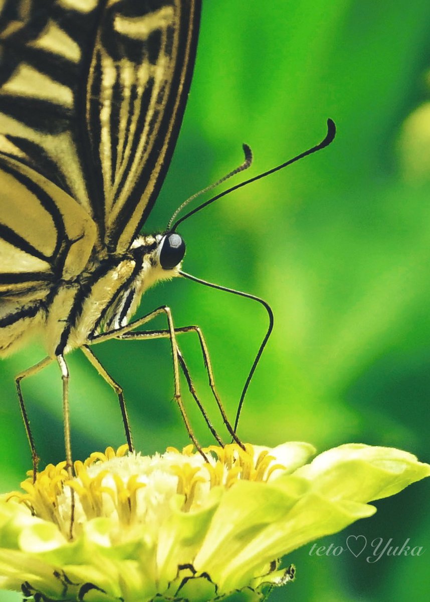 はなはなページ はなはなショップ (@_hanahana_shop_) • Instagram photos and videos