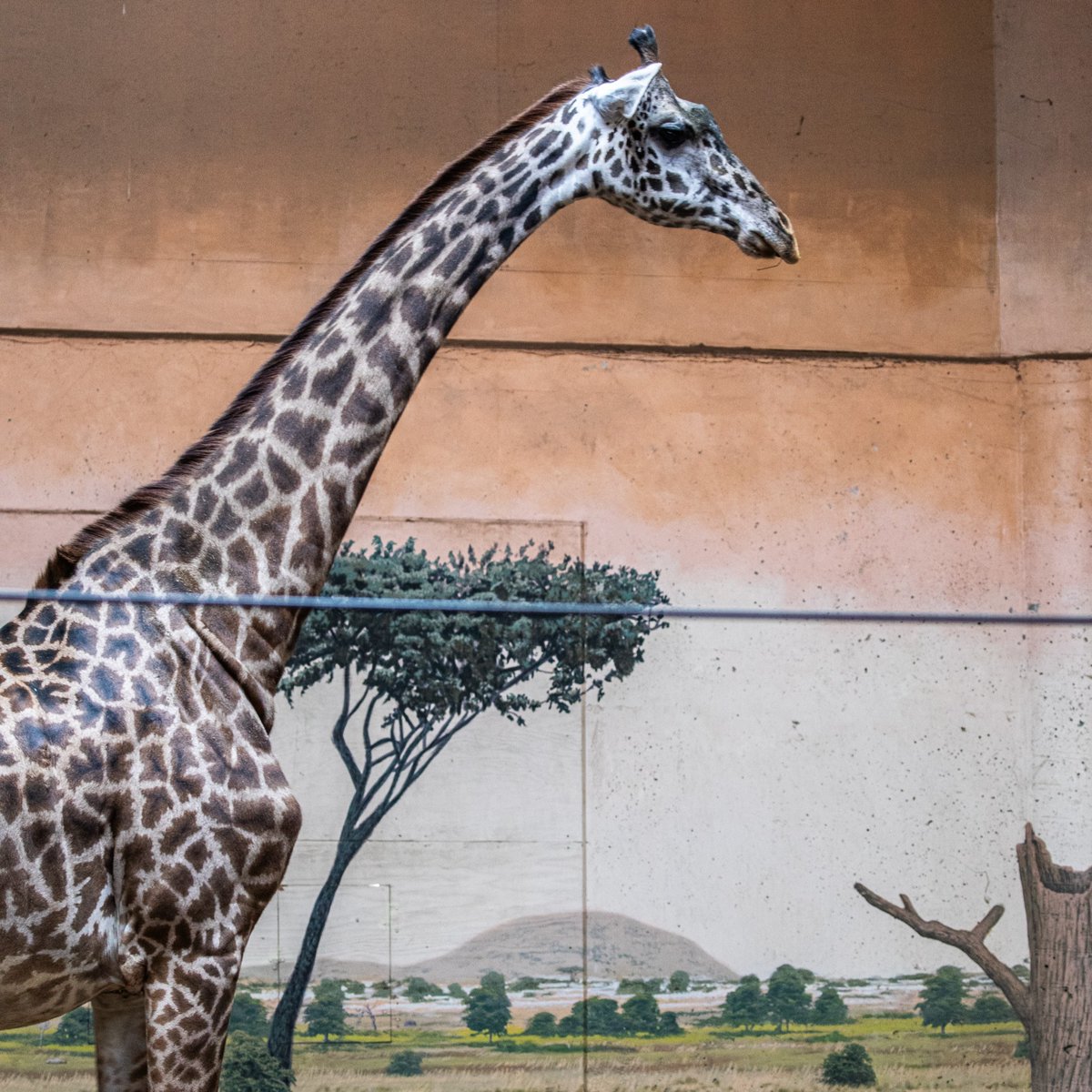 The Toronto Zoo tweet media