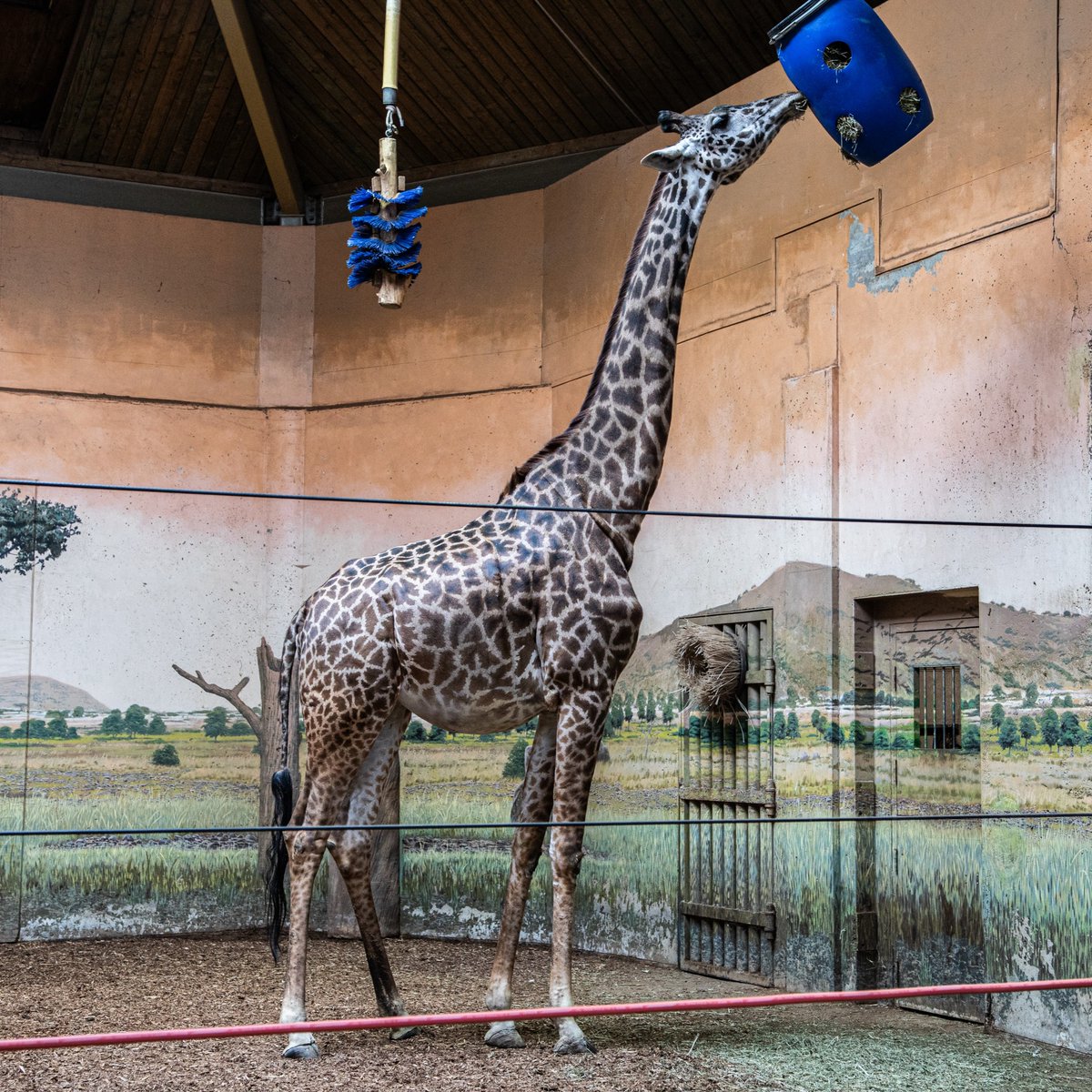 The Toronto Zoo tweet media