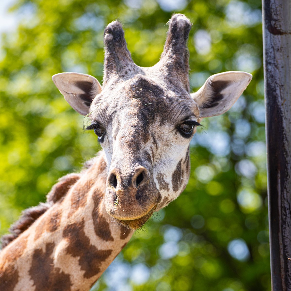 The Toronto Zoo tweet media