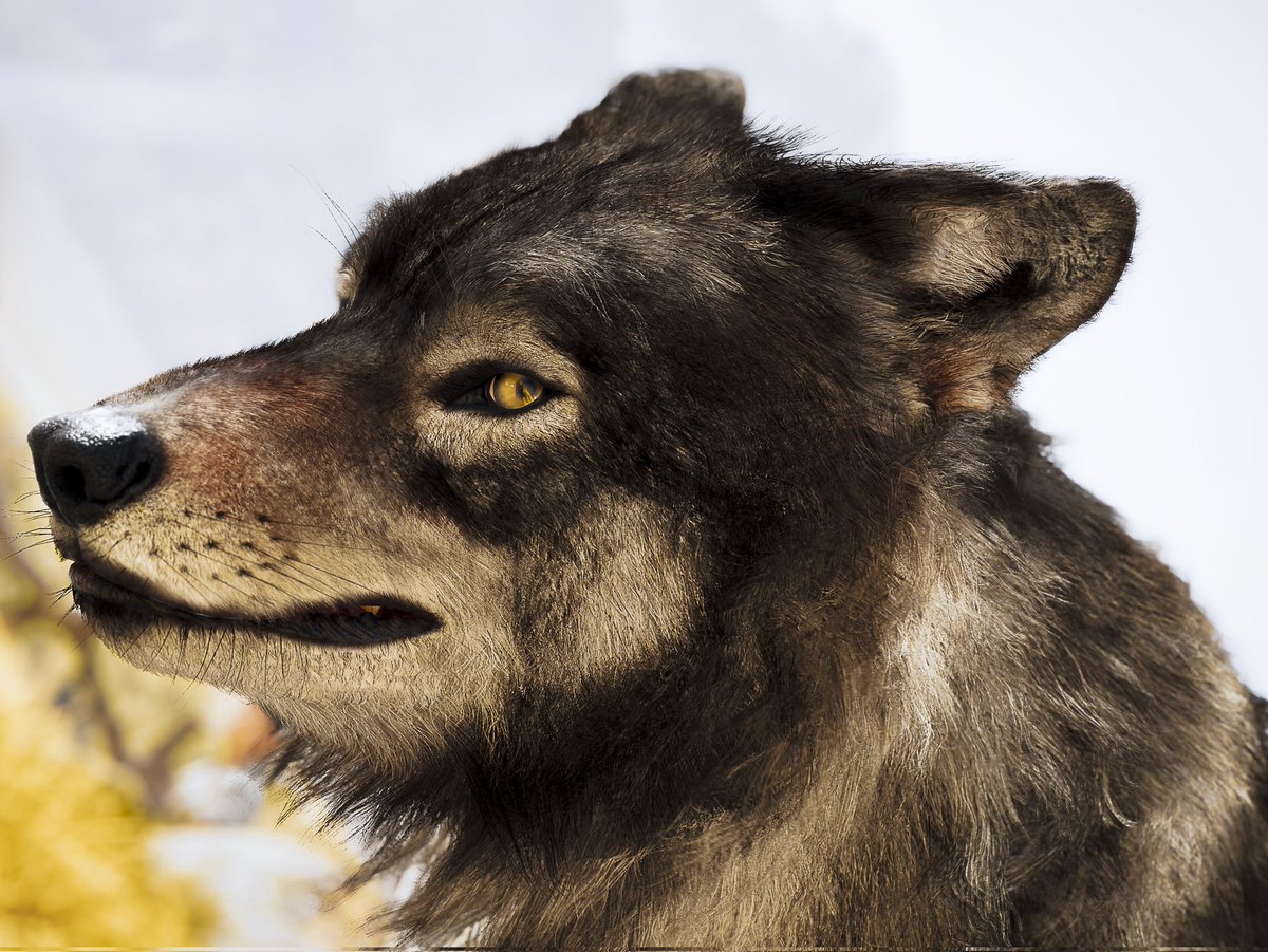 Side-Eye

#AnimalMonday

#GhostofYotei #VirtualPhotography