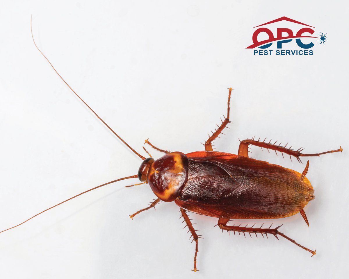 The dreaded cockroach – different types, same nightmare. From spreading bacteria to damaging reputations, they don’t belong in your business. Start the new year pest-free and learn how to identify and prevent them: bit.ly/4eBznuP