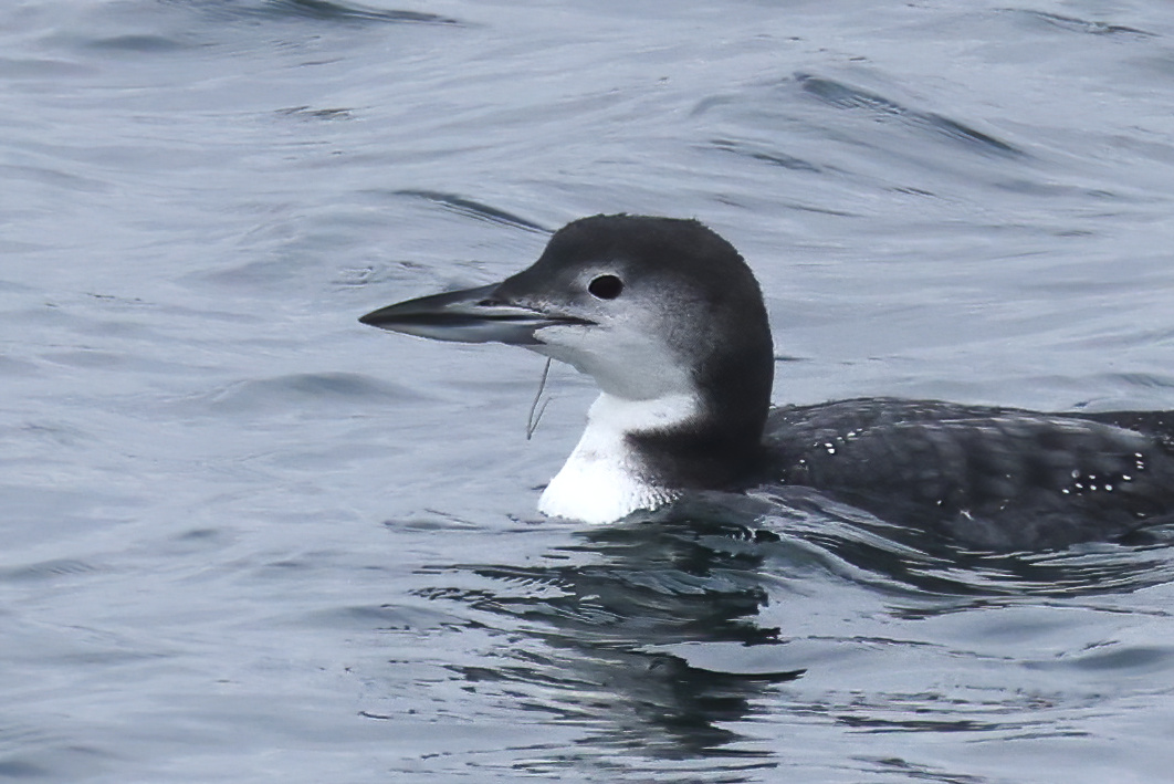 Shaun Ferguson 🇿🇦🇬🇧🏴󠁧󠁢󠁳󠁣󠁴󠁿 tweet media