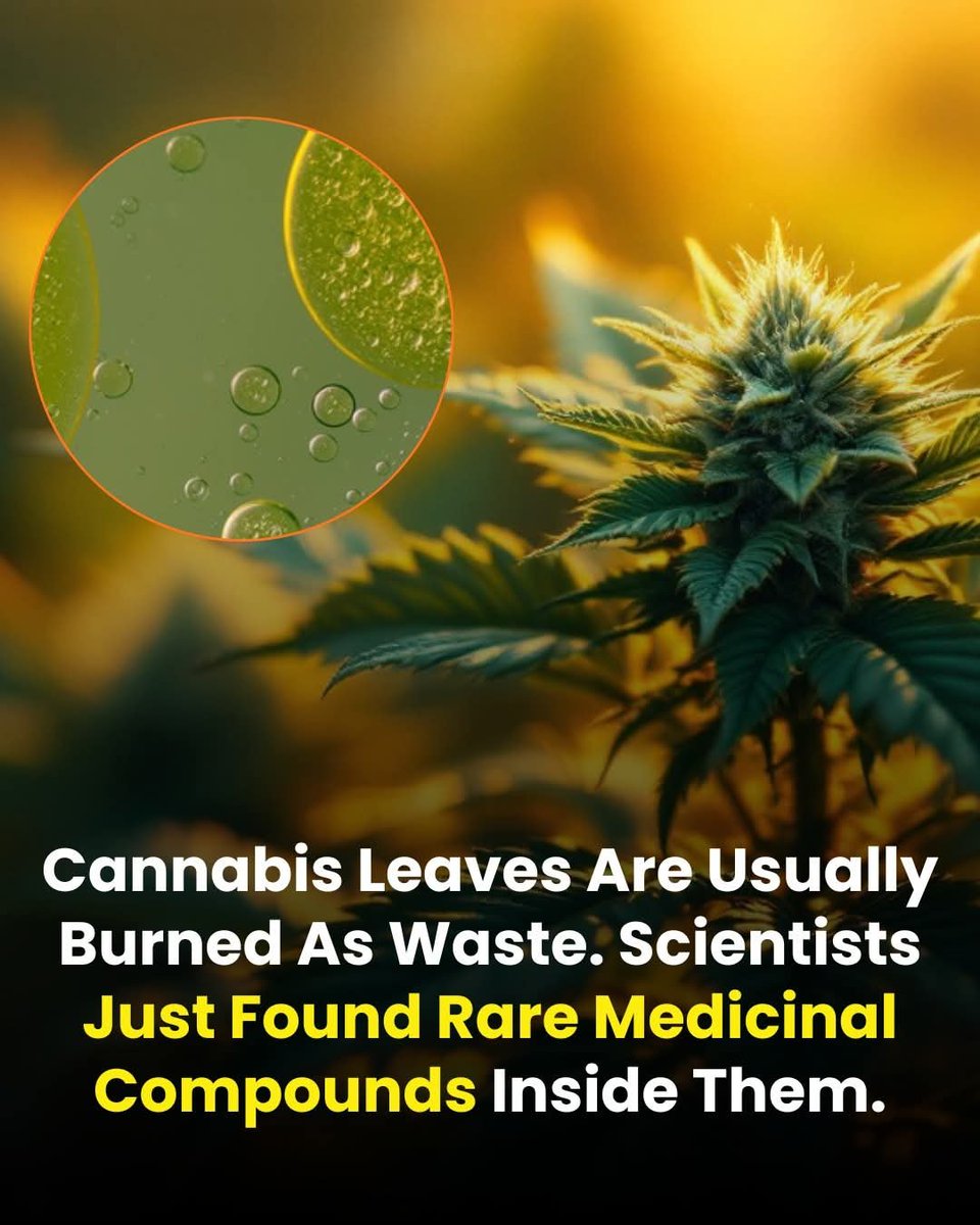 Researchers in South Africa have identified a previously unknown group of bioactive compounds in cannabis leaves, a part of the plant that is often discarded as waste by the industry. 

The discovery was made using cannabis plants grown along the Cape West Coast and could open