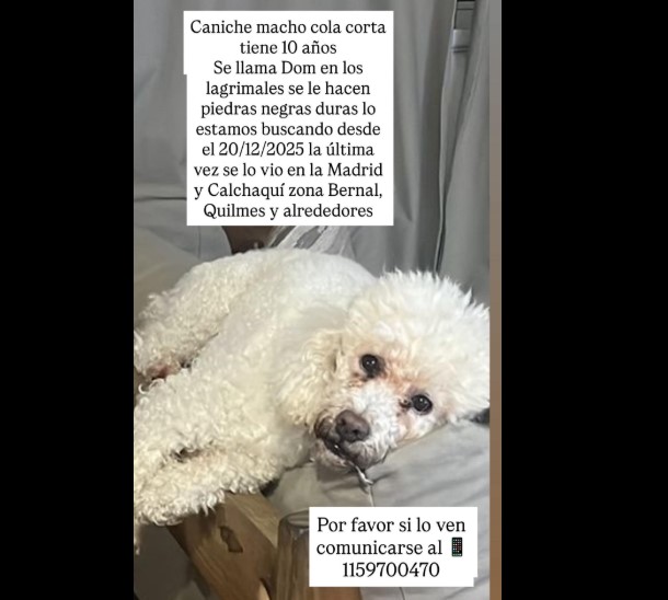 Se busca un caniche macho de cola corta llamado Dom, perdido en la zona de Lamadrid y Calchaquí ~ La Mirada de Quilmes Oeste lamiradadequilmesoeste.blogspot.com/2025/12/se-bus…