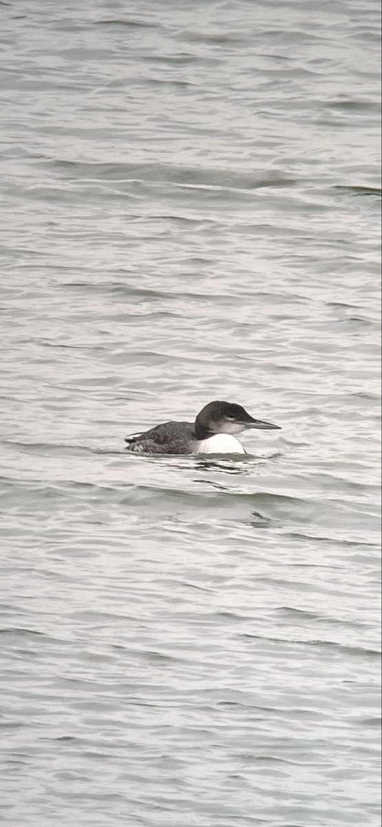 andybennett50's tweet photo. Great day out with Dad today, lovely views of the Yellow-browed Warbler &amp; Willow Tit at Westport Lakes today plus nice views of the juvenile Great Northern Diver catch and devour 2 crayfish at Carsington Water.

@paulben78123658 
@Staffsbirdnews https://t.co/eeY515JPqC