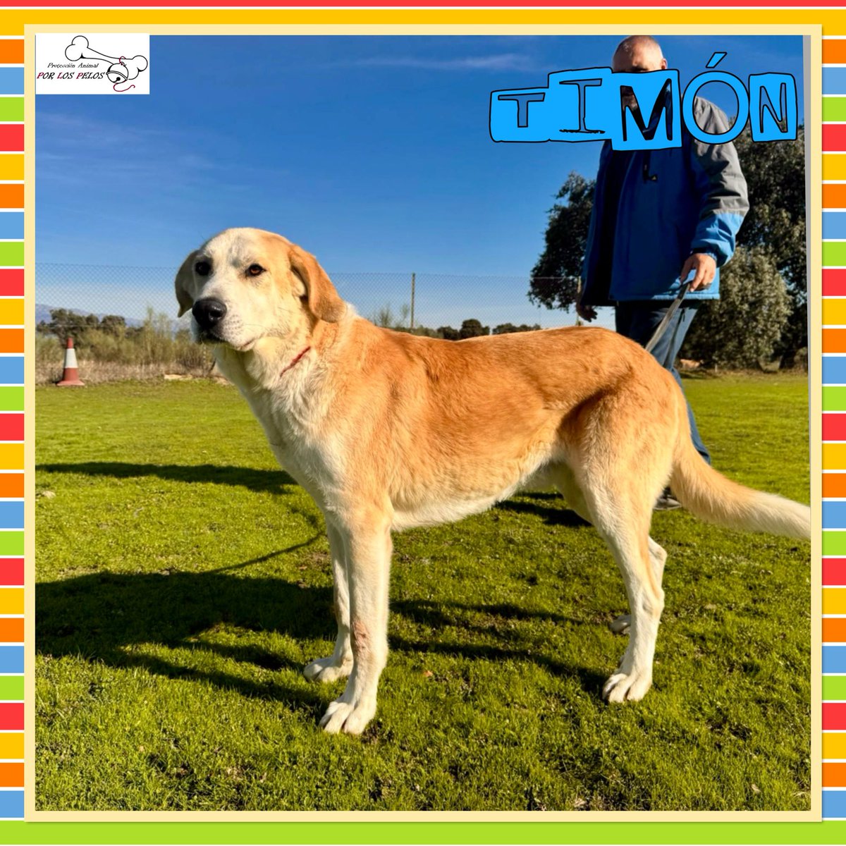 PerreraToledo's tweet image. 🐶TIMÓN🐶 INVISIBLE 😞precioso y encantador X #labrador #mastin 6 añitos necesita hogar URGENTEMENTE, AÑOS en PERRERA‼️Fue liberado junto a su compi Pumba de una vida de maltrato: encadenados y famélicos, se estaban dejando morir. #adopcion #acogida 👉 buff.ly/3zKTjHo