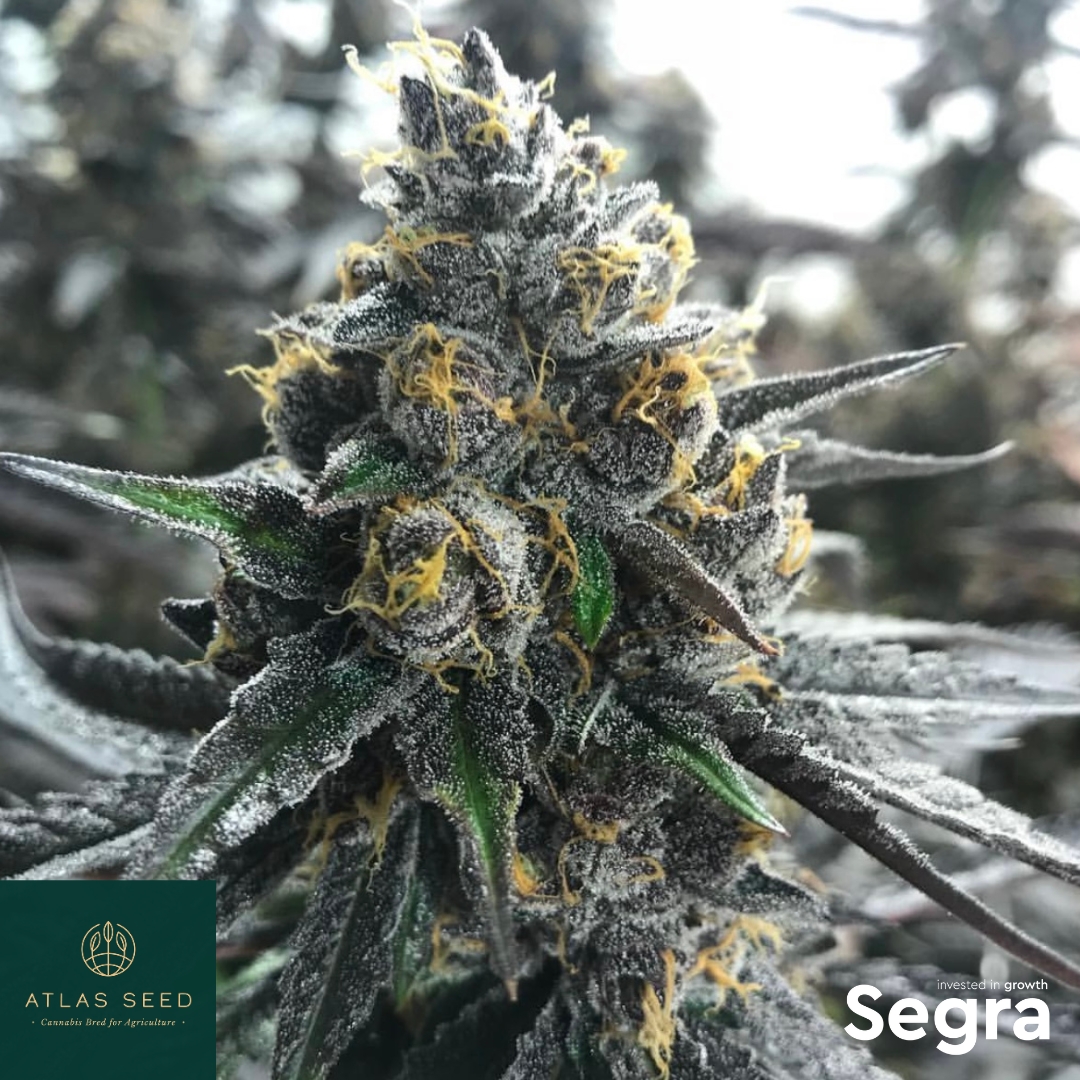 It might be cold outside at the moment, but this is exactly when next season begins.

Segra supports outdoor cultivators with seed genetics from Atlas Seed, giving growers access to varieties built for real-world conditions.

segra-intl.com/seeds