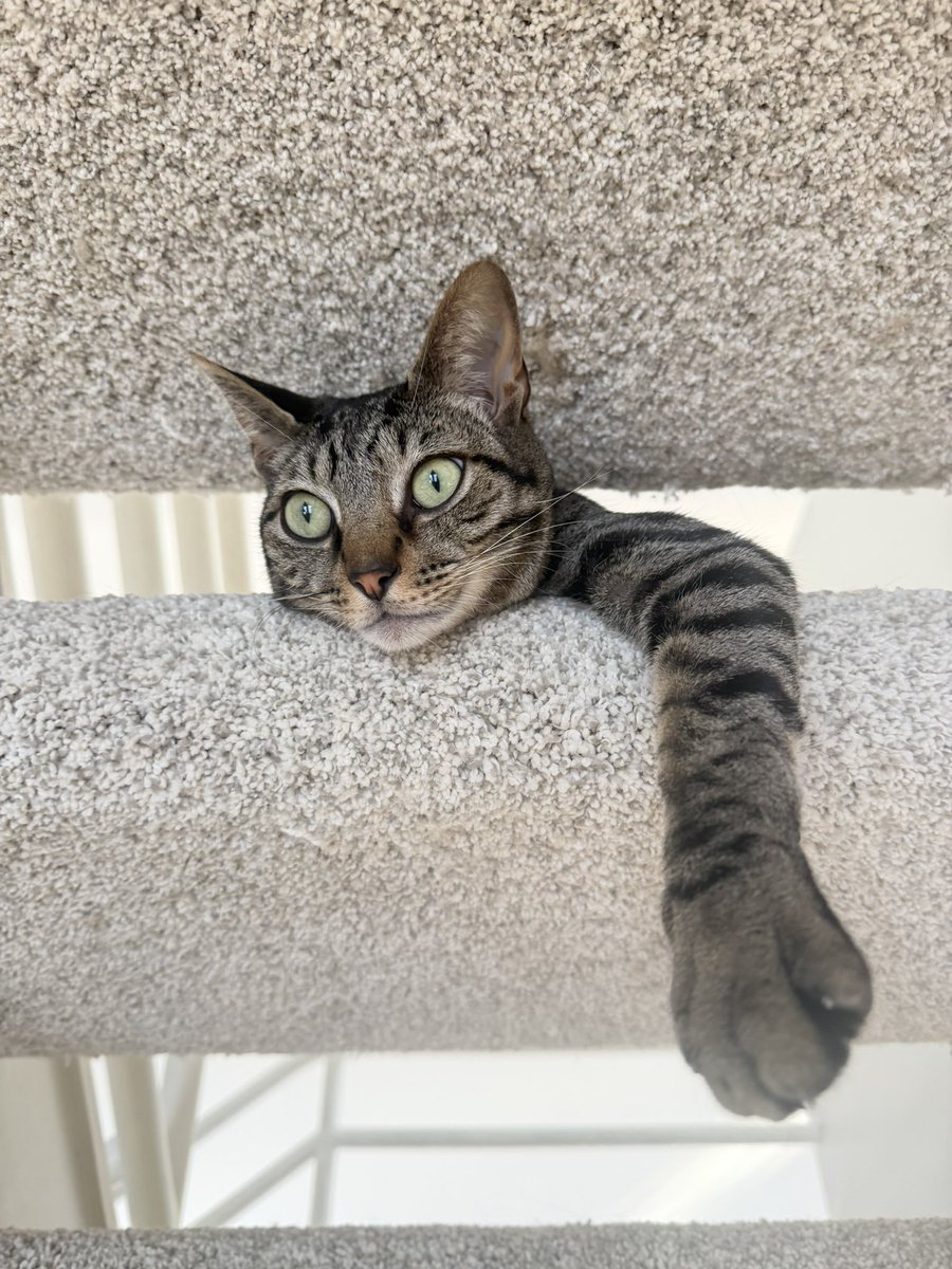 mollyknowledge's tweet image. meow 🐈‍⬛