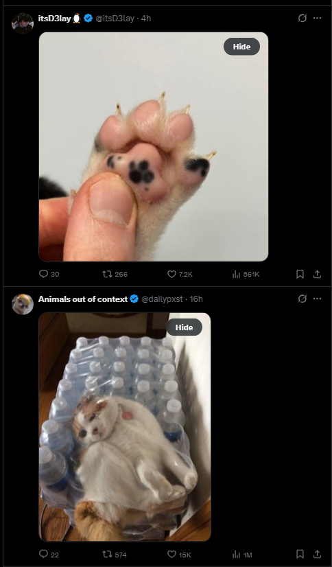 the morning bread tweet media