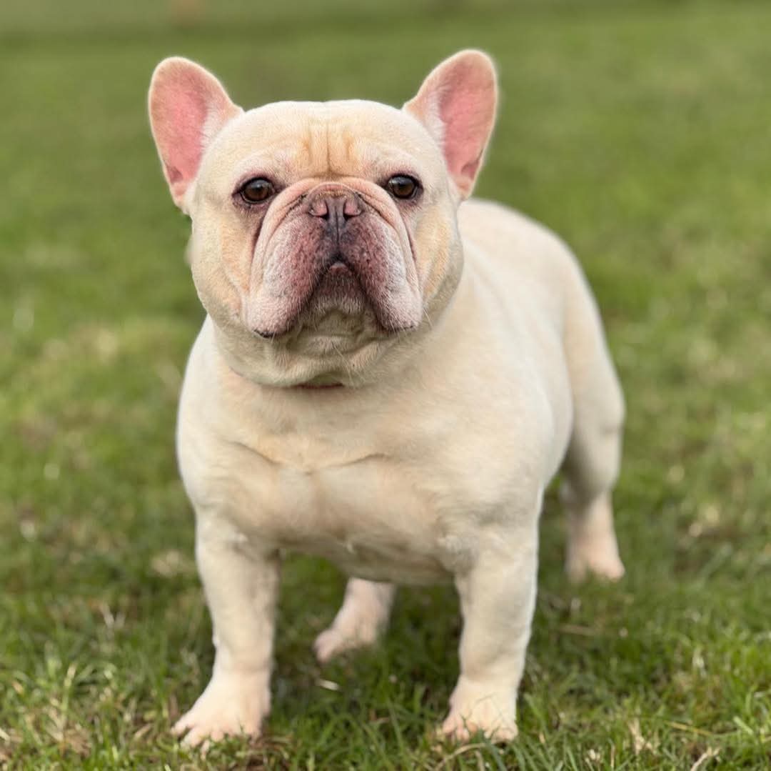 💔Meet Archie, a lovely 5 year old #FrenchBulldog who came into our care following the sad passing of his owner💔

🐶He is a sweet, calm &amp; laid-back lad who takes life at his own gentle pace
🐶Archie has a very affectionate nature &amp; enjoys being close to people, making him a