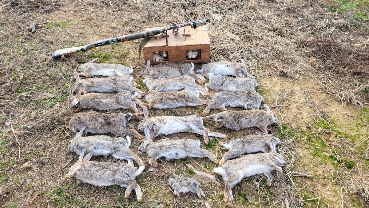 <a href="/Pacus911/">Pacus 3.0</a> está acabando el año de la mejor manera, disfrutando de sus hurones en el campo. 

#cazadoresenyoutube #caza