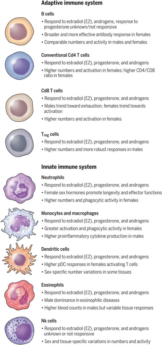 ScienceMagazine's tweet image. Researchers in a recent #ScienceReview examine the influence that biological sex exerts on the immune system and immune-related diseases. 

Learn more: scim.ag/47LTwya