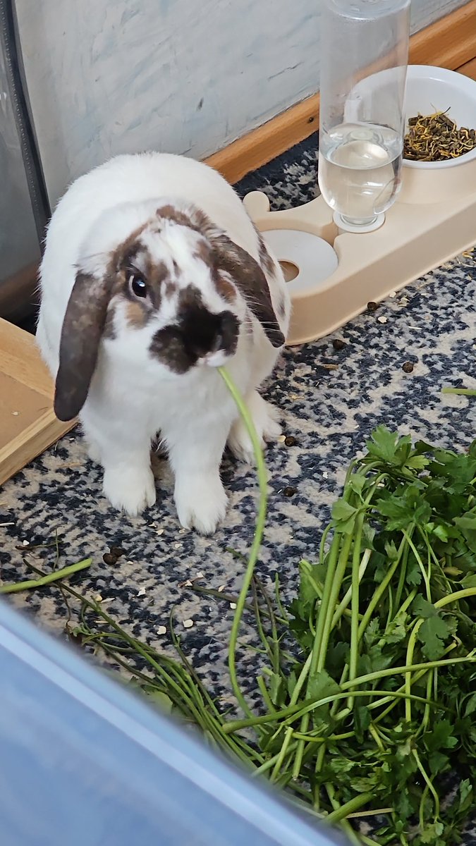 Qué rico es el cilantro 
🐇🌿😋
Cilantro is so yummy
#rabbit #bunny #conejo  #うさぎ #coelho #cute #alfajor