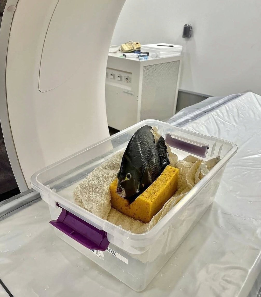 Irgendein idiot hat einen Böller in seiner Nähe gezündet, er hat sich erschreckt, ist die Treppe runter gefallen und liegt jetzt mit Verdacht auf Schädel-Hirn-Trauma in der Uniklinik.
Ihr Bastarde ich verfluche euch