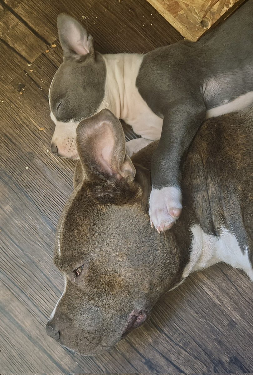 Cula Reina de Tolosa ⭐⭐⭐ tweet media