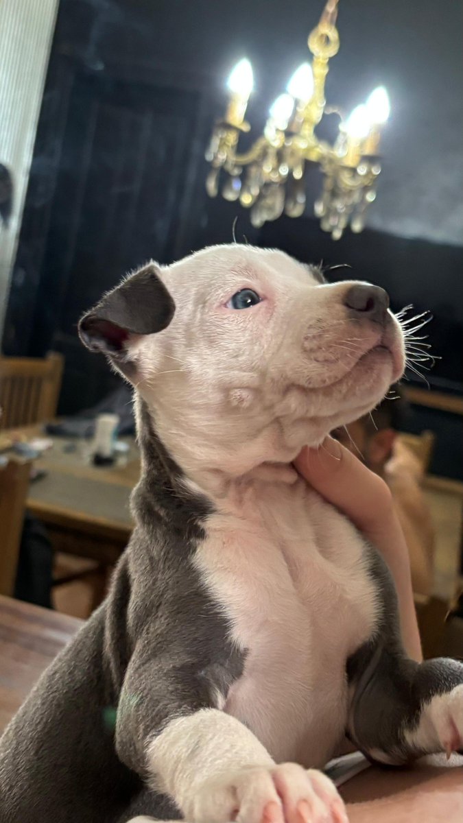 Cula Reina de Tolosa ⭐⭐⭐ tweet media