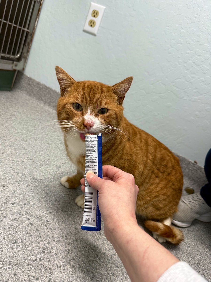 Friends of Bear Cat Rescue tweet media