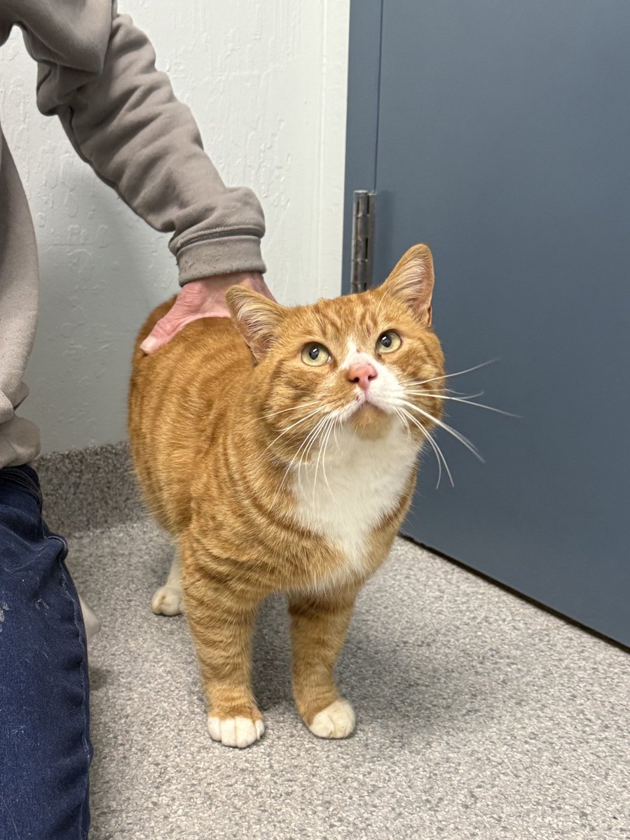 Friends of Bear Cat Rescue tweet media