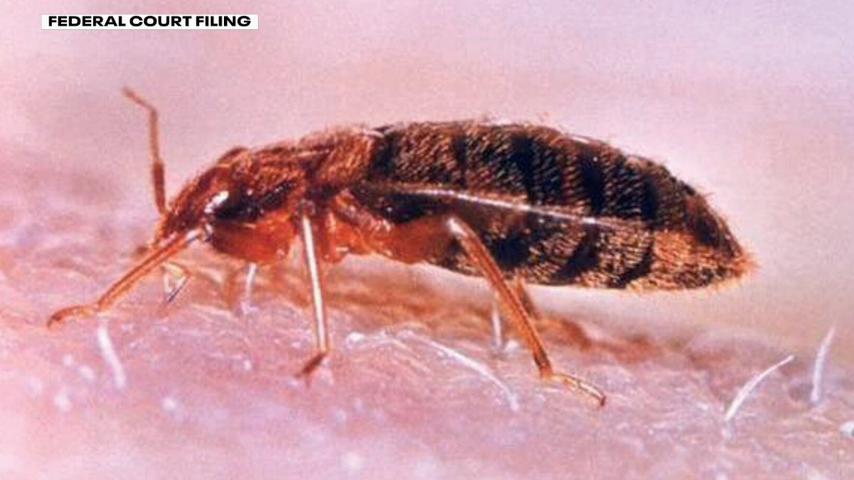 PhotoZorn_TV's tweet image. #New: Virginia family said they were covered in “itchy welts" after taking an int'l flight from #ATL to Amsterdam operated by @KLM that was allegedly “infested” with #bedbugs, according to a federal lawsuit. @TylerFingert spoke w/ an aviation attorney about the case @FOX5Atlanta