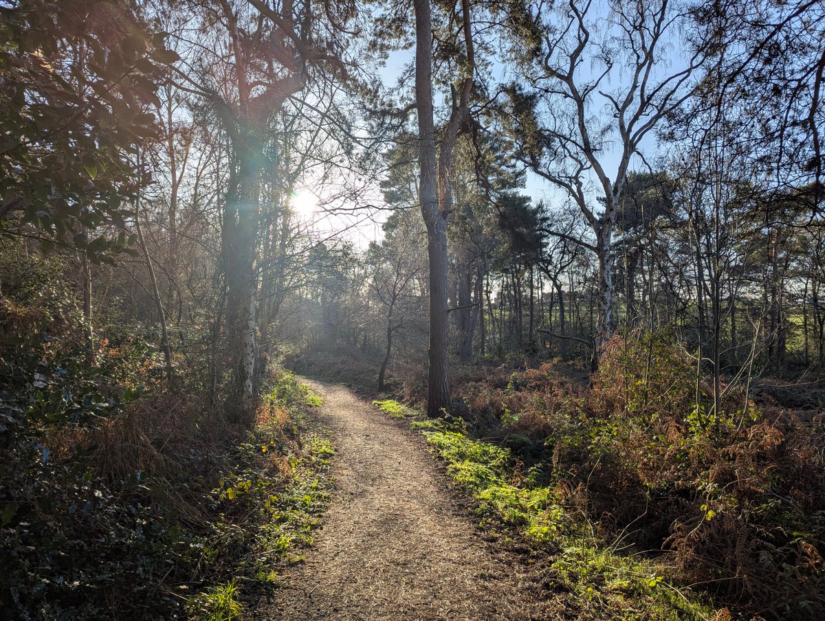 nickbiss39's tweet image. Glorious winter sunshine that warms inside and out #SmallBeautiesHour #BecauseOfClem #ThreadOfGold