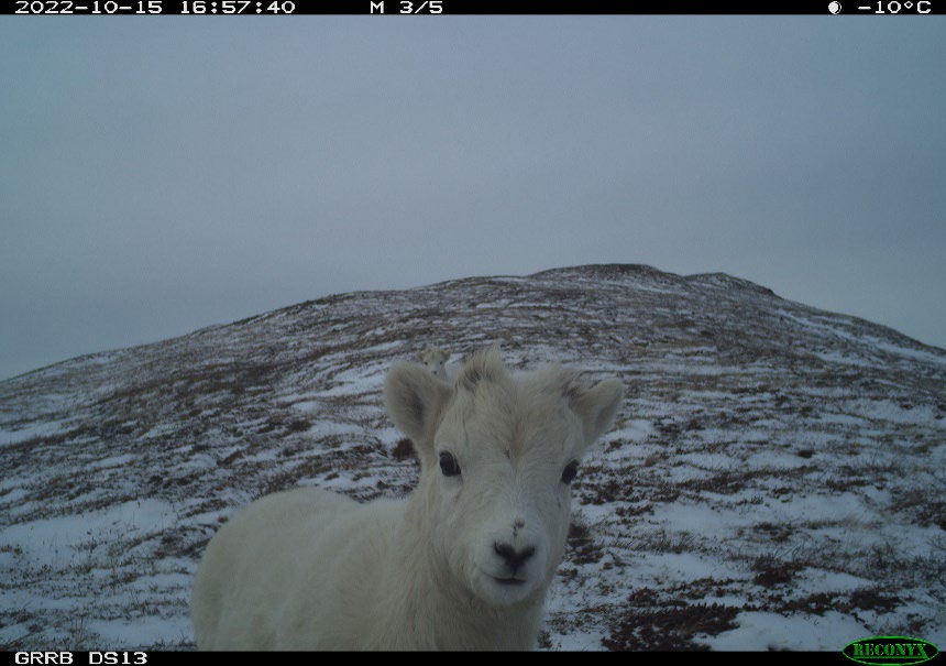 trailcam (@trail_cams) on Twitter photo 