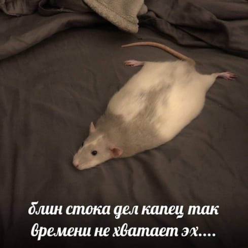 дочь маминой подруги (@vikis_kis) on Twitter photo 