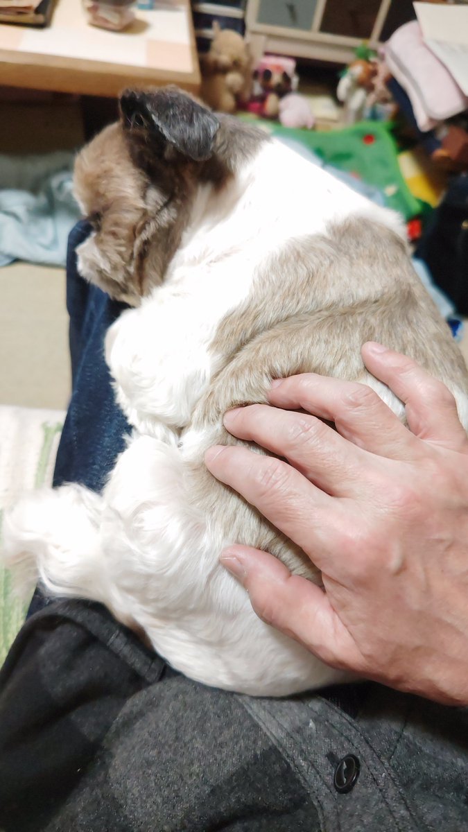 膝の上の甘ったれ😅