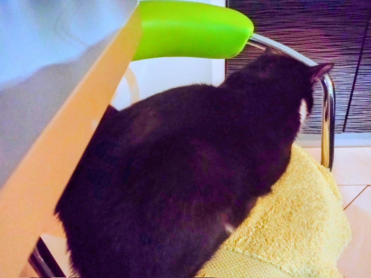 Lilithaen4's tweet image. Tak wygląda foch. Bo dodatkowego smaczka nie dostał. #KociFoch #Nadmek