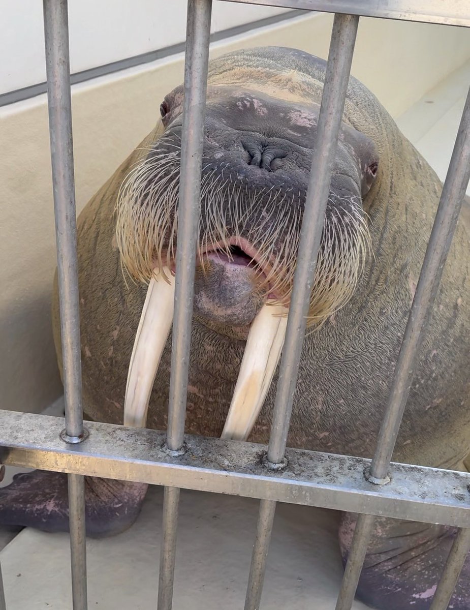 このポウちゃんのお口が大変可愛くて、定期的に見てる写真🤭 （写真は