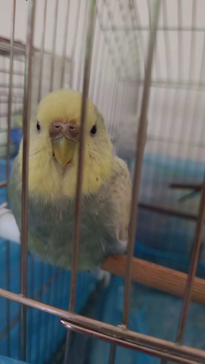 Hayatımın anlamı en buyuk sansım beyazkusum 😍🫶🥰