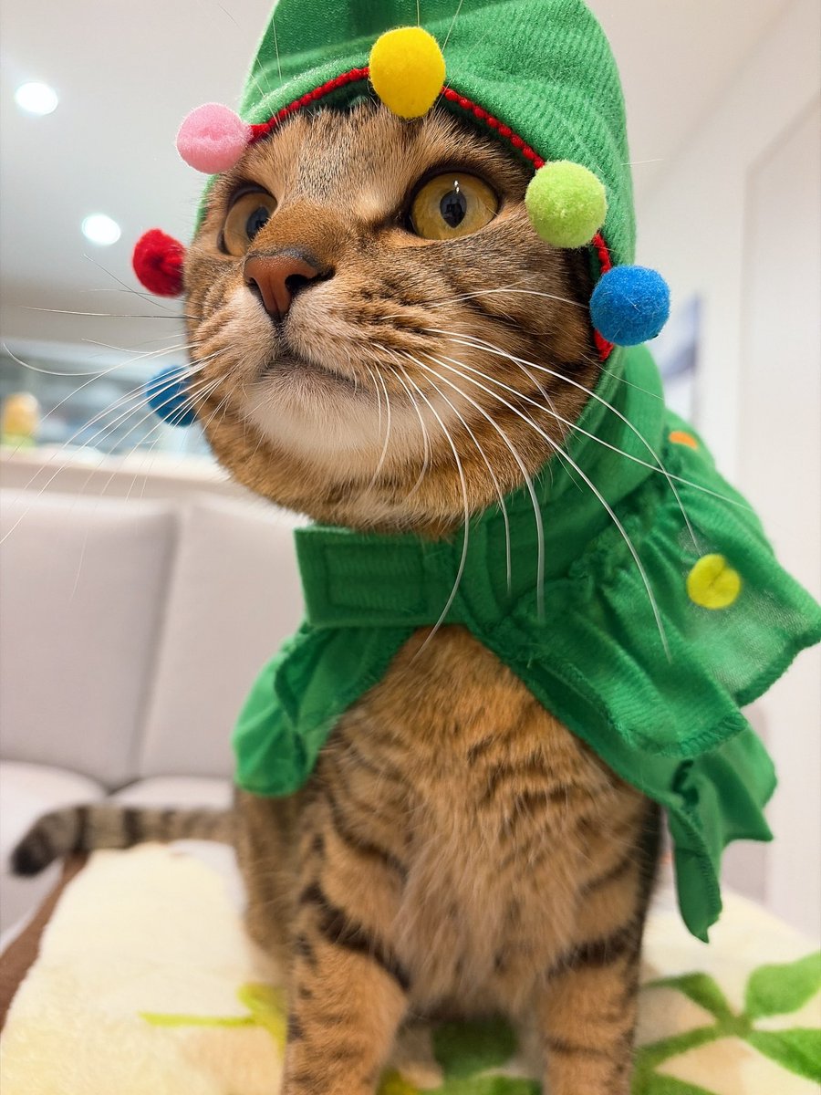 ミャー太郎🍑🏹 (@KENTBOOST2) / Posts / X