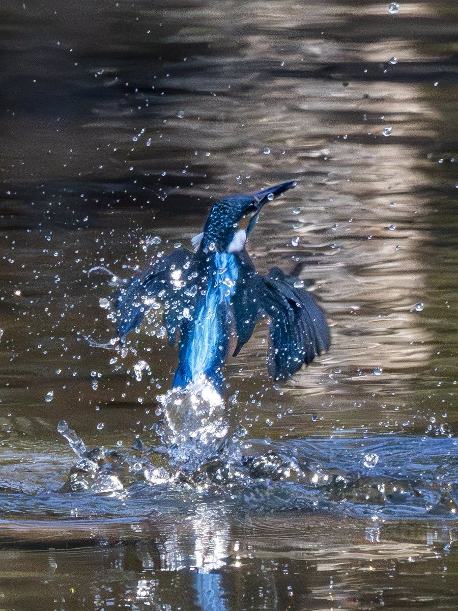 12/28 いつもと違う公園内池 うちの奥さん、撮影3回目にして、背面液晶