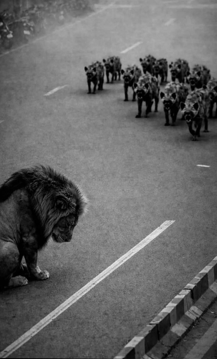 Prof. Rofa | پروفسور روفا tweet media