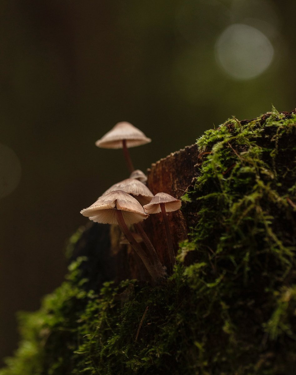 AlisonAtwell's tweet image. Last #MushroomMonday of 2025! W00t!
📸 🍄💥
#mushrooms #fungi #macro