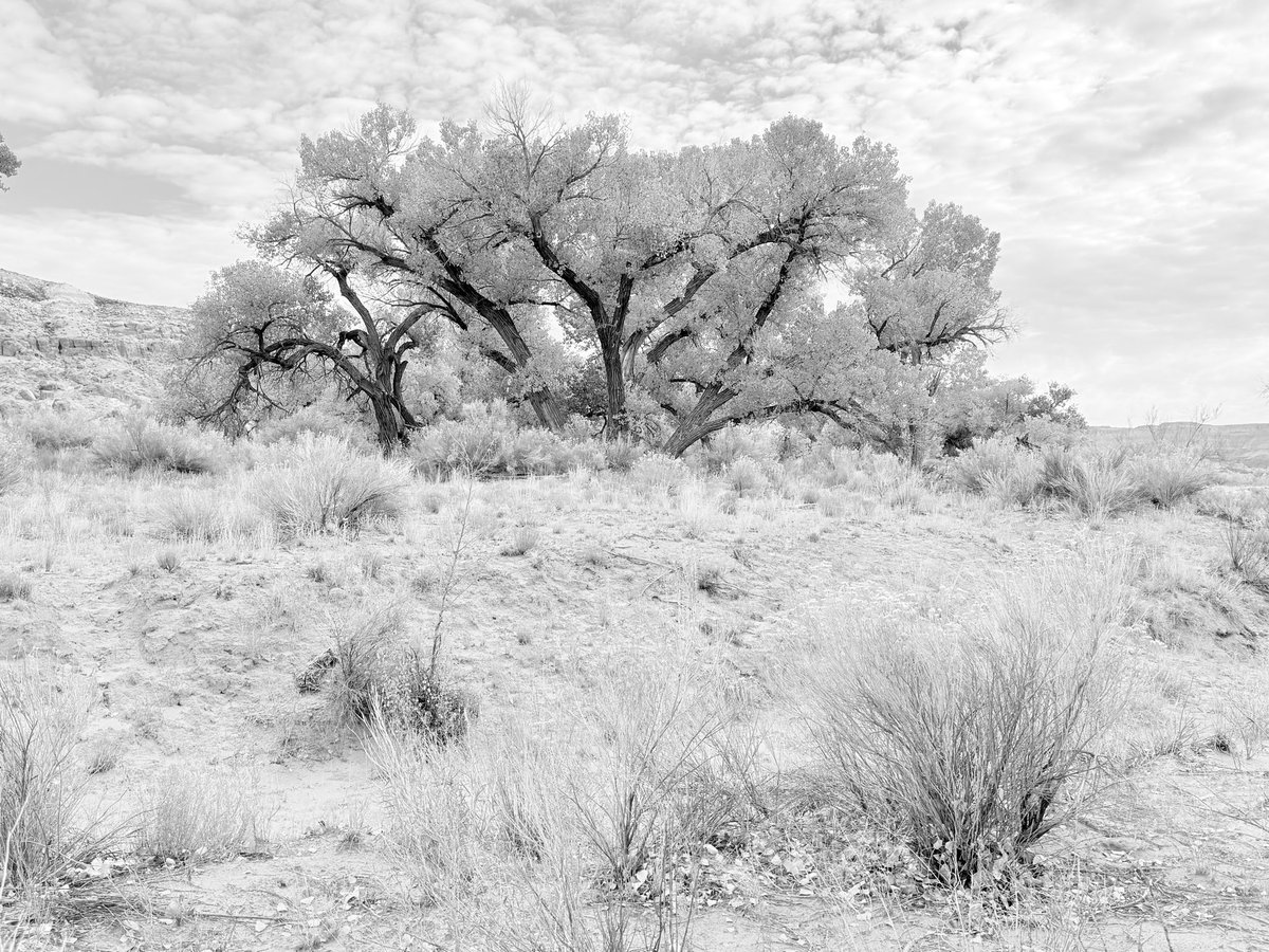 Greg Pitt tweet media