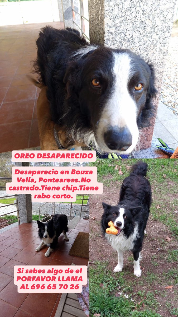 cualquier información se agradece, es muy bueniño y ya lleva 4 días sin volver a casa🥺🥺
