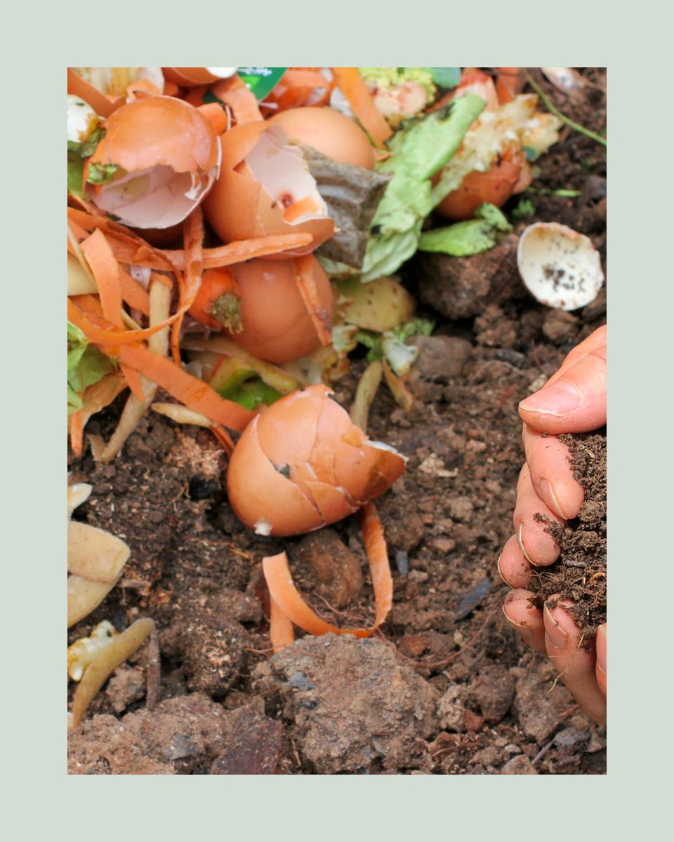 Agriscaping's tweet image. Turn waste into growth. 🌿
Composting = healing, regeneration, and better soil.
🍌 Banana peels for roses
🌱 Forgotten piles revived
🌎 Less landfill, more life
Learn how 👉 agriscaping.com/waste-into-gro…
#Composting #Agriscaping #SustainableLiving #GrowFood #GardenTips